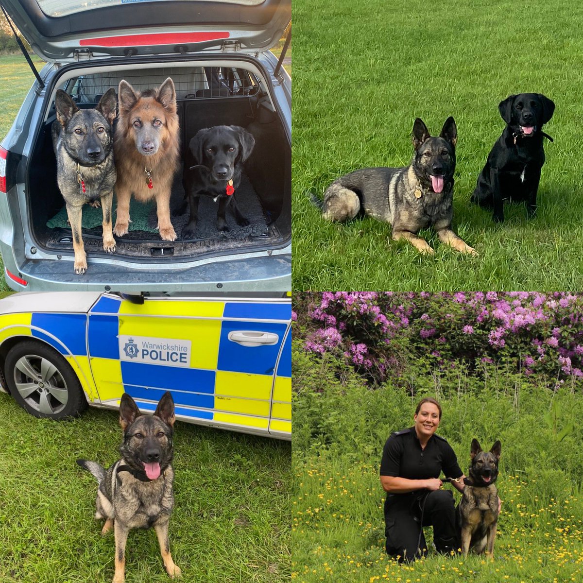 amydeemo's tweet photo. #ThrowbackThursday is for Jinx. 2 yrs ago I drove to North Wales to collect a puppy to train that I hoped would replace Duke.
Sheโs been a vocal & determined little lady since that day & is now out learning her job with 4 night shifts from tonight ๐ถ๐#JinxTheMinx #PupToPD https://t.co/RVaamoOgvq