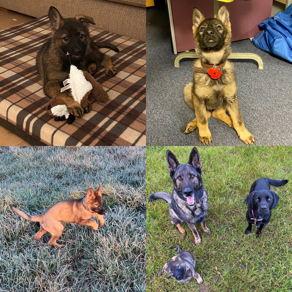 amydeemo's tweet photo. #ThrowbackThursday is for Jinx. 2 yrs ago I drove to North Wales to collect a puppy to train that I hoped would replace Duke.
Sheโs been a vocal & determined little lady since that day & is now out learning her job with 4 night shifts from tonight ๐ถ๐#JinxTheMinx #PupToPD https://t.co/RVaamoOgvq