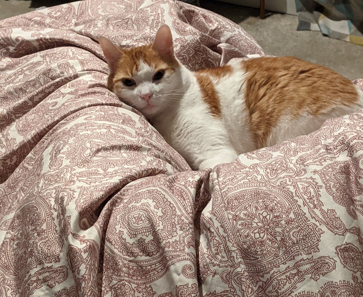 RonandSquidge's tweet photo. Morning all, hooman had the nerve to turn on the lights when I was sleeping...anyone know a lawyer?
#catproblems #CatsOfTwitter #ThursdayThoughts https://t.co/crl7aIVSU8