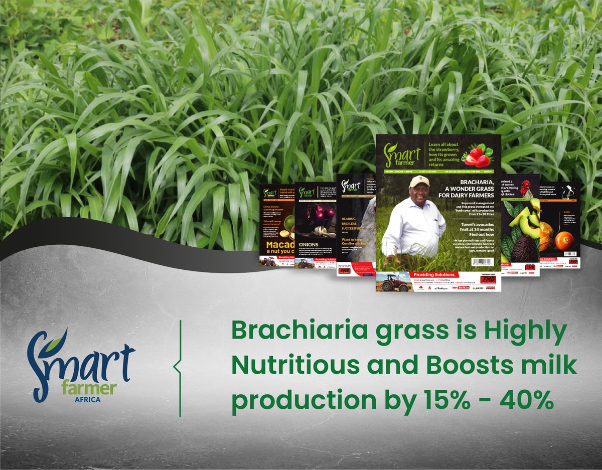 Are you a dairy farmer looking for ways to improve your farm's management and cultivate the wonder grass to boost your yield? Find out more by pre-ordering the Jamhuri Day Black Edition for just Ksh 2850. #farmlife #smartfarmer #dairyfarmering