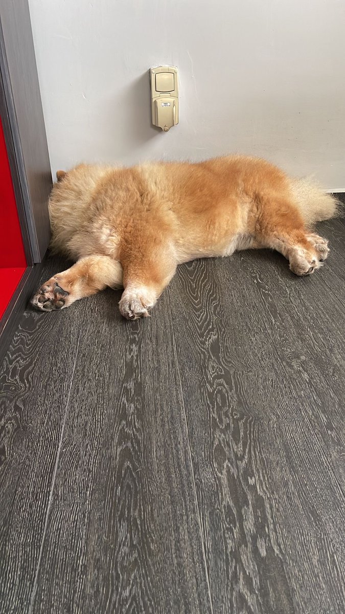 EleForced's tweet photo. what de dog doing https://t.co/ooC4jyzUBF