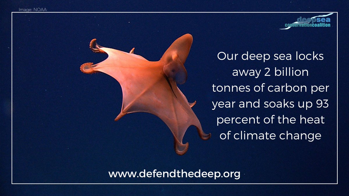 WWFLeadOceans's tweet image. The #EnergyTransition we need cannot come at the expense of the deep sea. If #DeepSeaMining were to go ahead, it would open up a new frontier of non-renewable extraction and disturb important carbon sinks. #KeepItInTheDeep #COP26 @DeepSeaConserve @Jessica_WWF