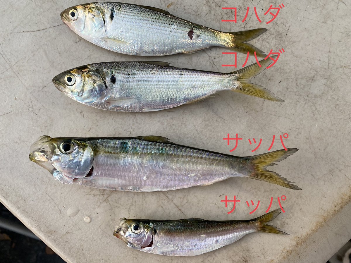 コハダ コハダ