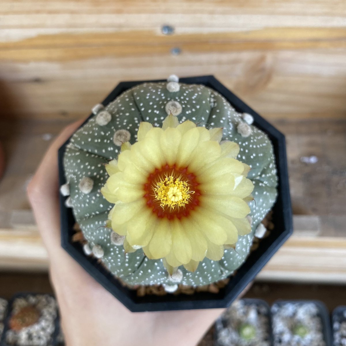 CactusDoubleK's tweet photo. และแล้วววว #แคคตัส #ยิมโน #cactus #ไม้ประดับไม้ตกแต่ง #ราคาถูก #ของตกแต่งห้อง #ต้นไม้ด่าง #ต้นไม้ #คริส #แคคตัสคริส https://t.co/jYDpvq2WKq