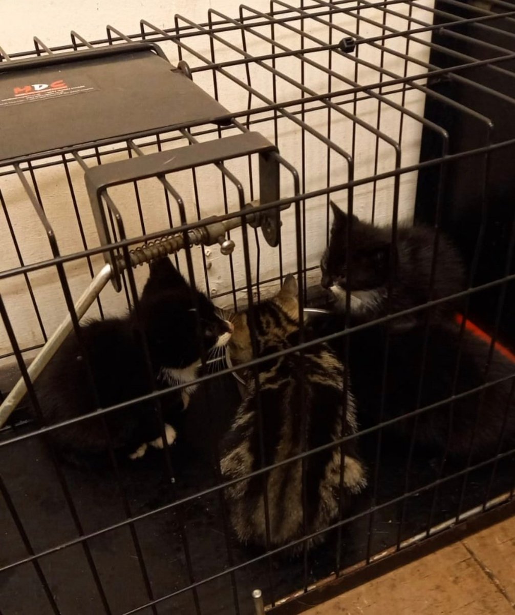 nikkiloumaz's tweet photo. #CatsOnTwitter
Hubby rescued 5 abandoned feral kittens. They're now with a charity that tames ferals then rehomes them.
He's also caught 10 other feral cats (including their Mum) &amp; had them neutered then released back to his yard at work where they live.
He's such a softie!
🥰 https://t.co/94lrfaruMH