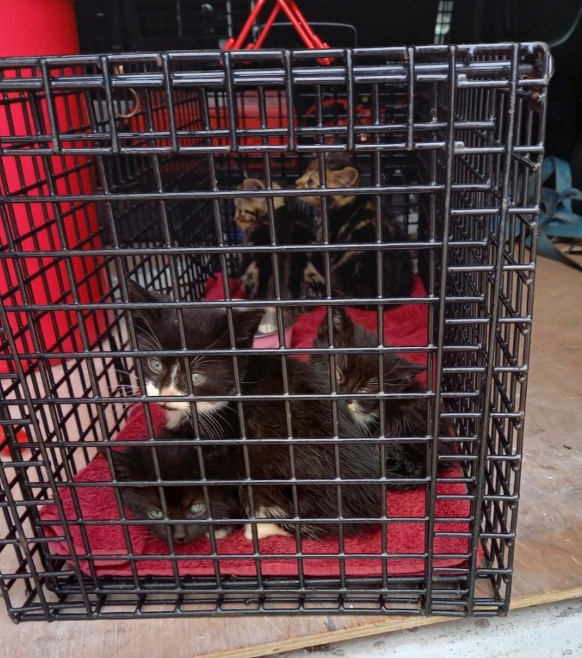 nikkiloumaz's tweet photo. #CatsOnTwitter
Hubby rescued 5 abandoned feral kittens. They're now with a charity that tames ferals then rehomes them.
He's also caught 10 other feral cats (including their Mum) &amp; had them neutered then released back to his yard at work where they live.
He's such a softie!
🥰 https://t.co/94lrfaruMH