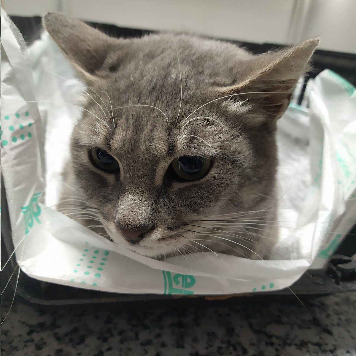 lumsibumsi's tweet photo. Suki fip tedavisinin 38. gününde. Yarın 3 şişe ilaç sipariş etmem gerekiyor. 1200 lira eksiğimiz kaldı. Az çok demeden bağış yaparak, çizim siparişi vererek veya paylaşarak destek olur musunuz? Gelen bağışları güncel olarak paylaşacağım 🍀 https://t.co/Ujk2iOB4fc