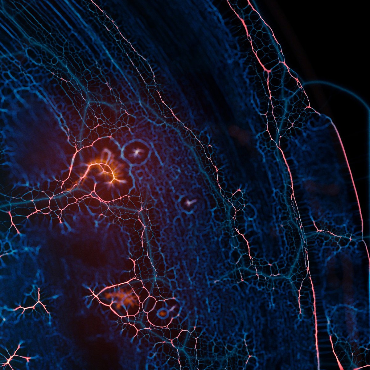_glkt's tweet photo. 👁️ IRIS 👁️
Revisiting an old experiment about generating organic shapes from pure digital noise. Watch at full scale to appreciate fully (some close-up here).

#HEN500k -> 500ed @ 1tz

👉https://t.co/8gGiaNijJG

#NFT #NFTArt #CleanNFT #Tezos #creativecoding #generativeart https://t.co/PhH6Mo2TK5