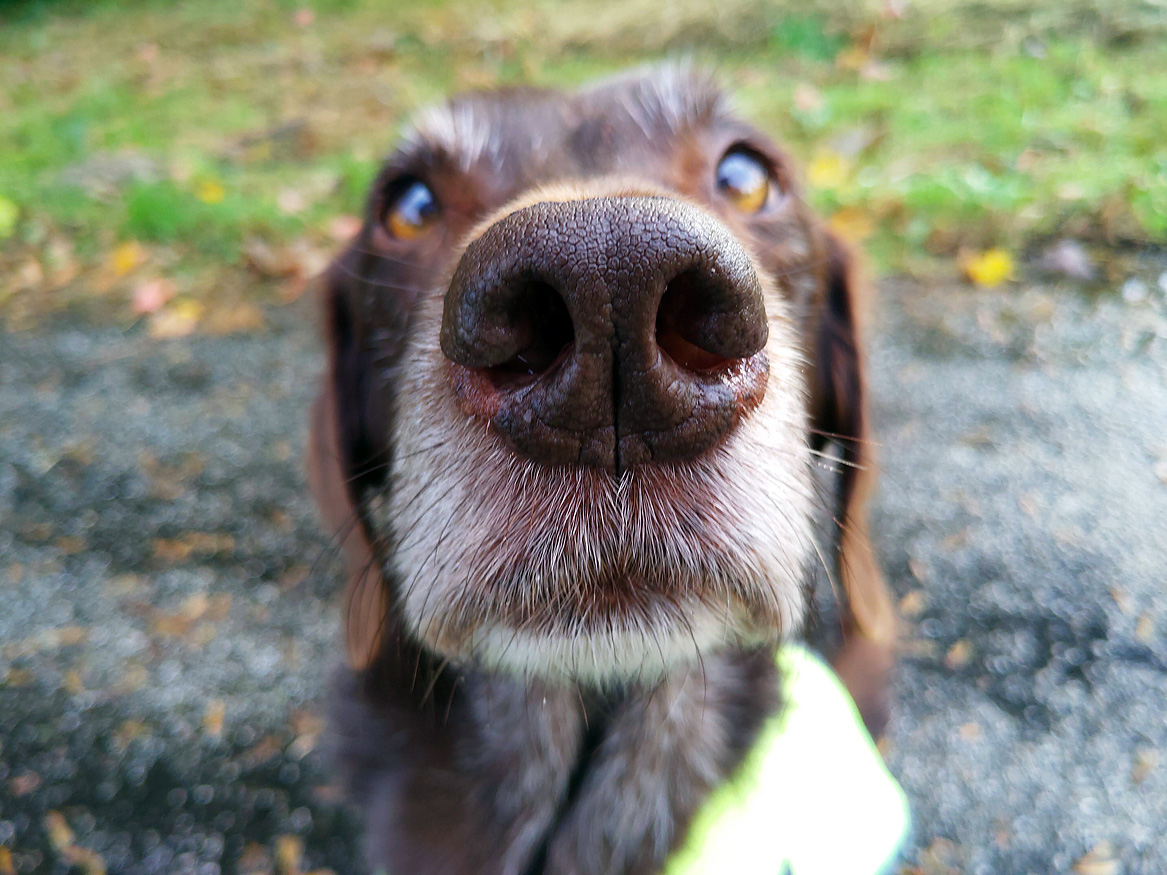 labtested1's tweet image. Good morning! I&apos;m very busy today, I already had to supervise the cheesecake crust production before breakfast. 🤷‍♀️ #dogsoftwitter #dogs