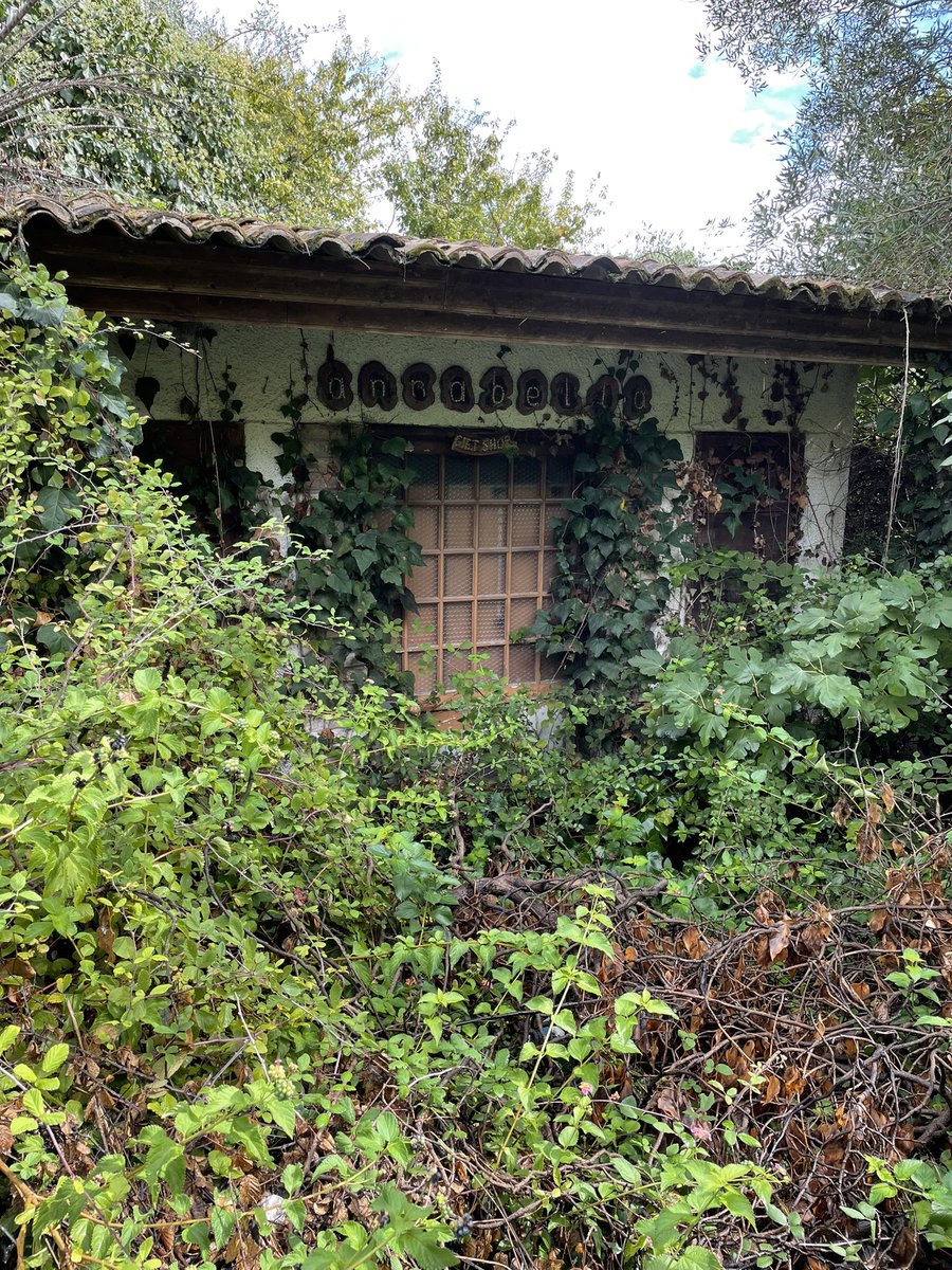 StudioLux_news's tweet photo. Corfu Greece. Hairy house. 

 #greece #architecture #design #livingstructures #photography #inspiration #naturalmaterials #vegetation https://t.co/vyxYIjQLGe