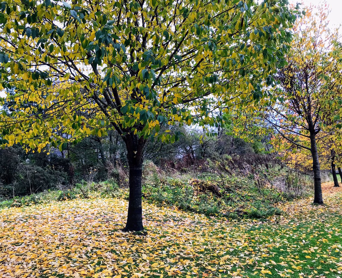 cloudymamma's tweet photo. Morning All ๐๐งก๐๐ค๐
Nothing stays the same foreverโฆ
#ThePhotoHour @BBCScotWeather #stvpics #Autumn https://t.co/CWf0Heo6vK