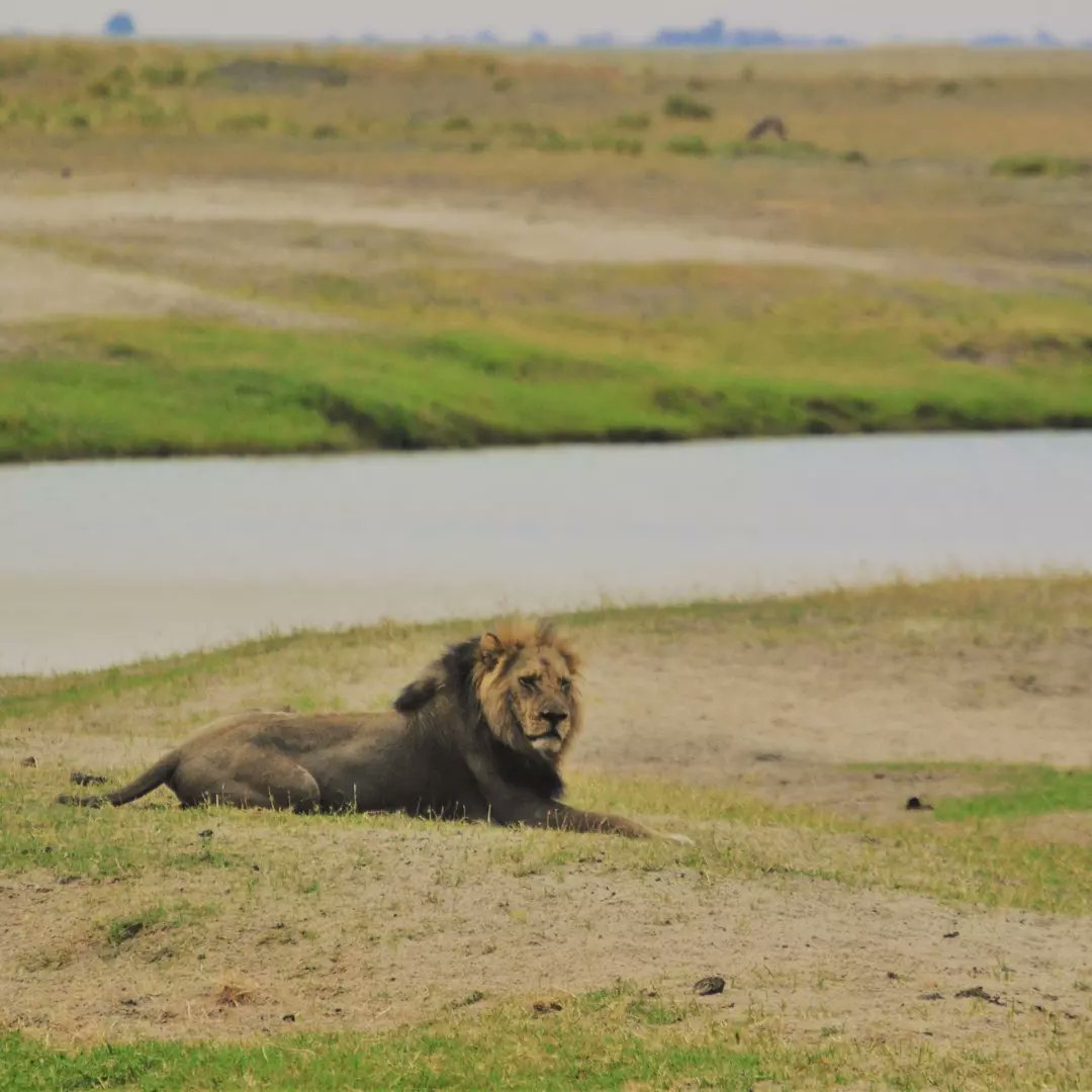 TravelTadala's tweet photo. Chobe National Park without a doubt holds the most high number of African elephants, we call it the land of the Jumbos, But elephants are only one of the excitements of the Chobe. 

The River front holds an awesome variety of other land and water animals. https://t.co/1lPK6LoCUc