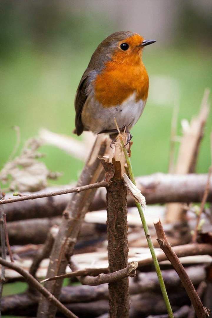 Малинки птицы. Малинки птицы. Зарянка малиновка. Птица зарянка малиновка. Малиновка зарянка птичка.