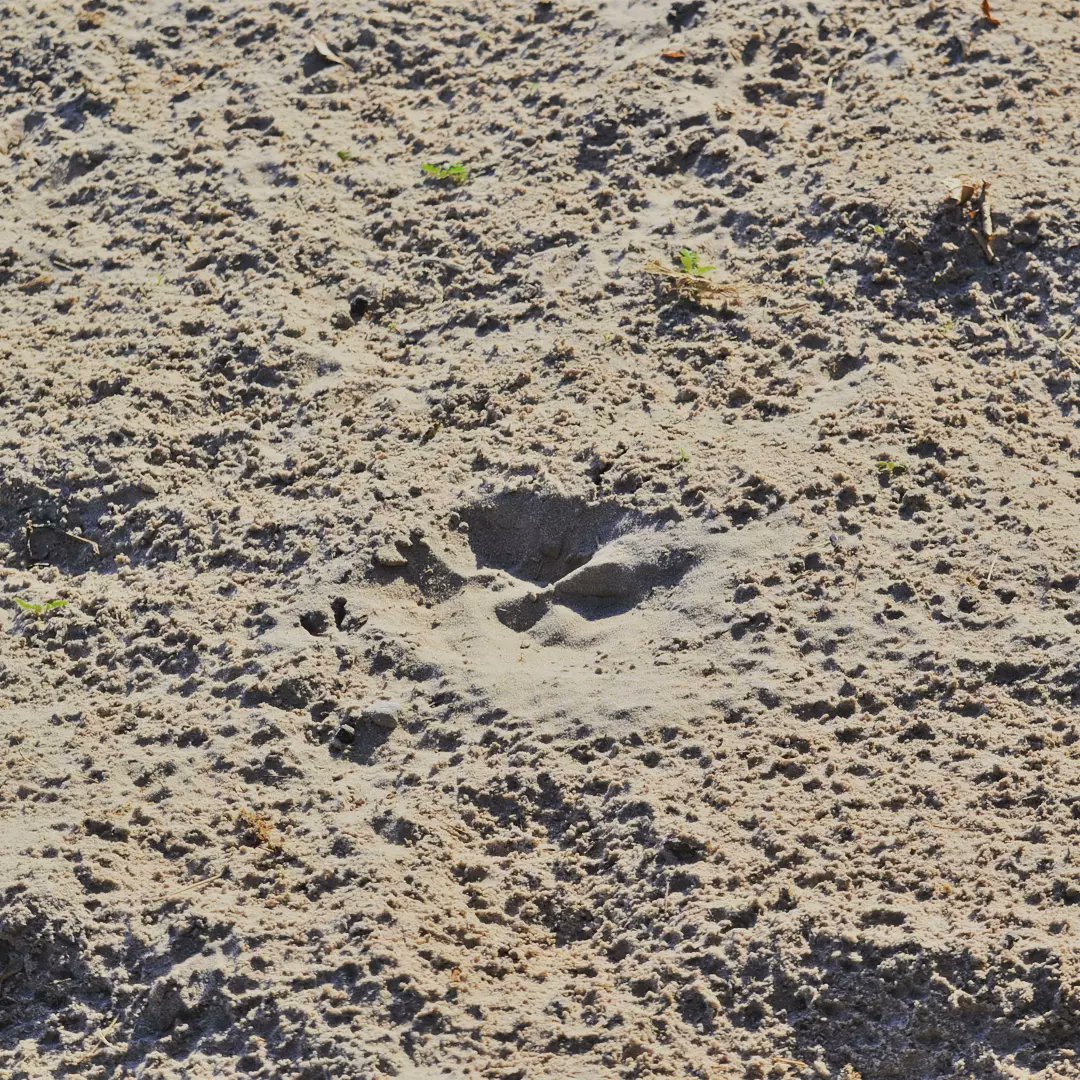 TravelTadala's tweet photo. Our recent tour with @LeonSafaris ushered us into a paradise like scenes of hundreds if not thousands of wild animals on the floodplains.Elephants Hippos, cape buffalos peacefully gracing, our biggest highlight was the spectacular view of lions lazing around after brunch. https://t.co/maYRQjyBgP