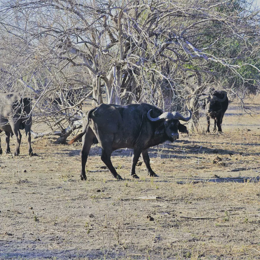 TravelTadala's tweet photo. Our recent tour with @LeonSafaris ushered us into a paradise like scenes of hundreds if not thousands of wild animals on the floodplains.Elephants Hippos, cape buffalos peacefully gracing, our biggest highlight was the spectacular view of lions lazing around after brunch. https://t.co/maYRQjyBgP