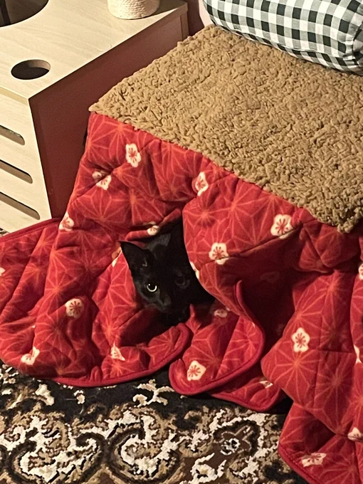 おこたキャット