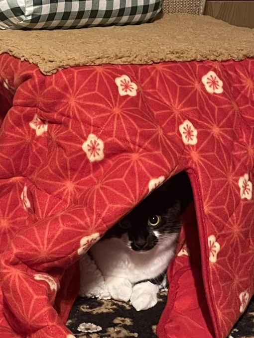おこたキャット