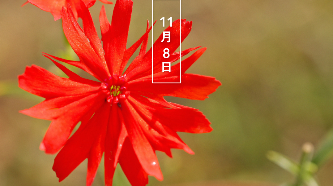 暦生活 こよみせいかつ 10周年 センノウ 仙翁 花の日めくり 花言葉 恋のときめき とても鮮やかな 赤や橙色の花をつけます 名前の由来は京都 仙翁寺で栽培されていたからだそうです 日本固有種ではフシグロセンノウ 節黒仙翁 などがあります