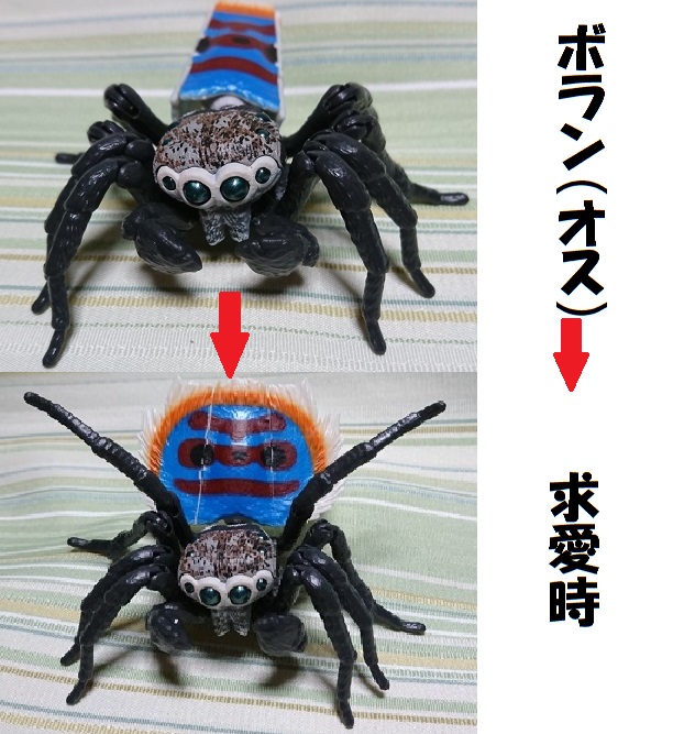 omoidasiwarai5's tweet photo. ・ガシャポン「いきもの大図鑑」
ピーコックスパイダー　雄

#オールドレンズ
#写真で伝えたい私の世界
#キリトリセカイ 
#photography
#ファインダー越しの私の世界
#写真で伝える私の世界 
私✖　祖父〇 https://t.co/zMIpCHViHs