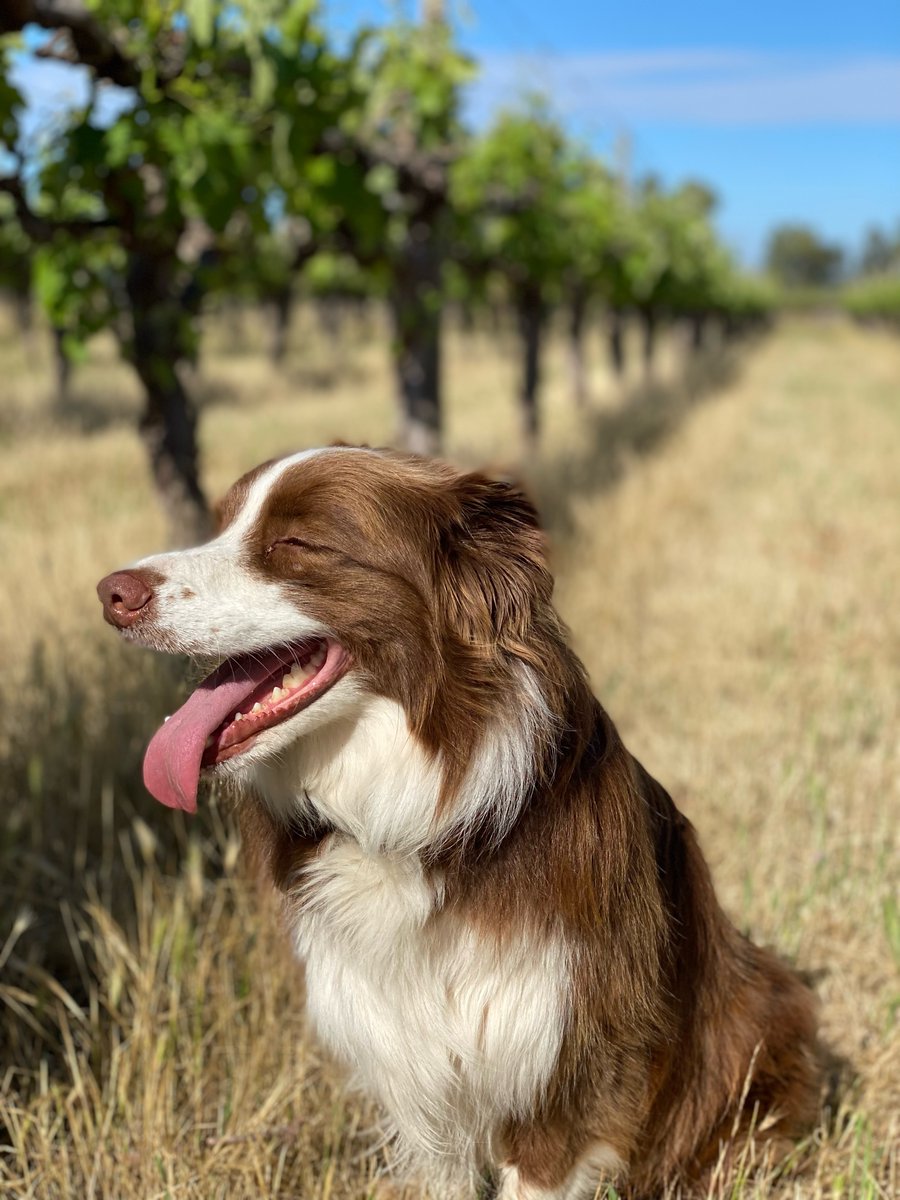 thepawnwineco's tweet photo. Voting closes next week for the @winejobs Top dog competition. Give ol Holly a vote, she’d just love to be a cover girl... 😉
#WinejobsTopDog #thepawnwineco #acoolmove #adelaidehillswine #langhornecreekwine @winejobs https://t.co/uAC4bcwsF7