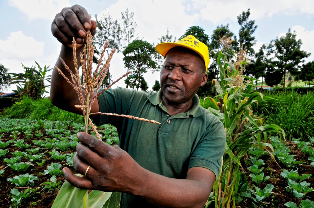 #SaveTheDate
🗓️ 8 November
Discover how Digital Climate Advisory services (DCAS) are a key driver for small-scale producers to mitigate against #climatechange! Do not miss out on two side sessions during #COP26 tackling DCAS with a global lens.
👉cop26eusideevents.eu