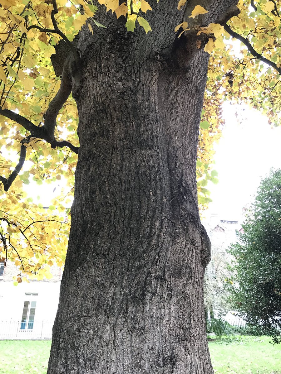 treeruss's tweet photo. Tulip trees looking good in London as #AutumnColours kick in. This beauty is in #LucasGardens #Camberwell.

#SouthwarkTrees #LondonTrees #AutumnTrees #CamberwellTrees
#Liriodendron
#TulipTree
#ThickTrunkThursday
#FindBeauty
#SeeBeauty
#TreeRuss https://t.co/8a1kZDMFJp
