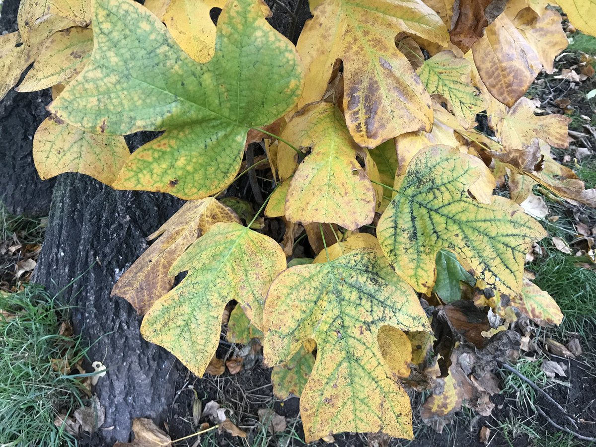 treeruss's tweet photo. Tulip trees looking good in London as #AutumnColours kick in. This beauty is in #LucasGardens #Camberwell.

#SouthwarkTrees #LondonTrees #AutumnTrees #CamberwellTrees
#Liriodendron
#TulipTree
#ThickTrunkThursday
#FindBeauty
#SeeBeauty
#TreeRuss https://t.co/8a1kZDMFJp