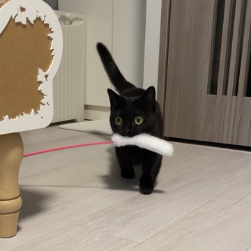 こんな可愛い黒猫みたことない アニメから出てきた 飼い主にかけ寄る猫ちゃんのかわいさに国内外から大反響 ねとらぼ
