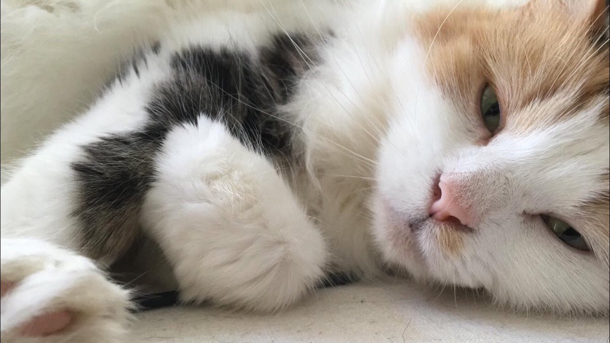 SallyF0STER's tweet photo. Beautiful girl ❤️🐾 #CatsOfTwitter https://t.co/kQ0SD0fljv