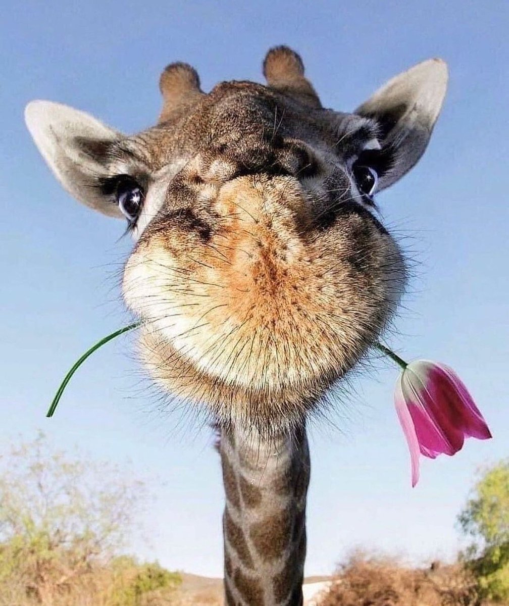 L_Marsa's tweet photo. This is for you!⚘
Smile!😁
#goodmorning https://t.co/5KL6nhemdP