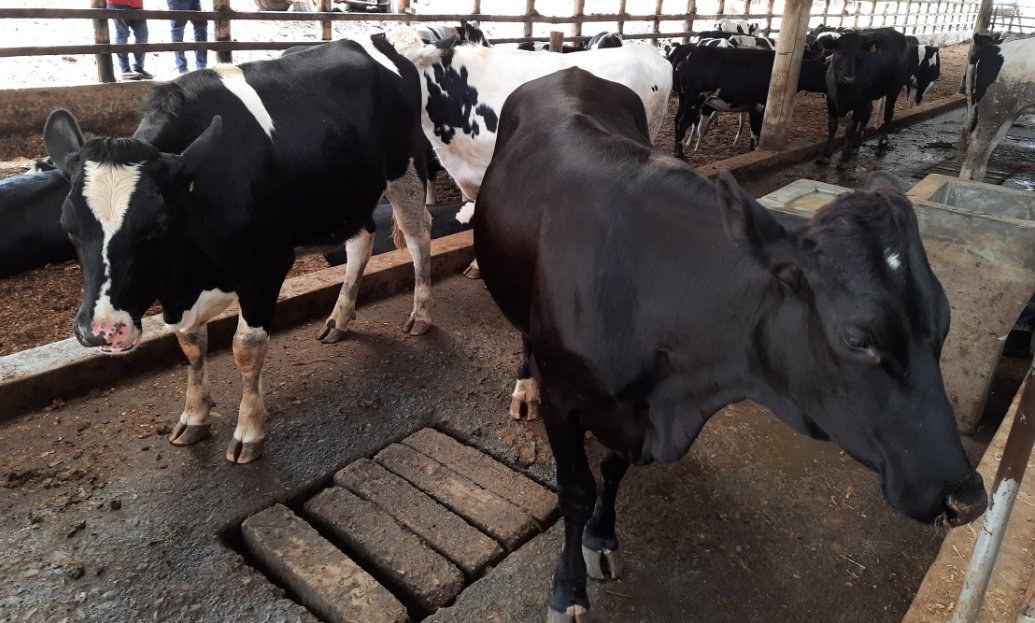 Cattle farming like all farming is a hands on activity.Minimise "telephone farming" for best results
#Efarmuapp
#digitalisingfarming