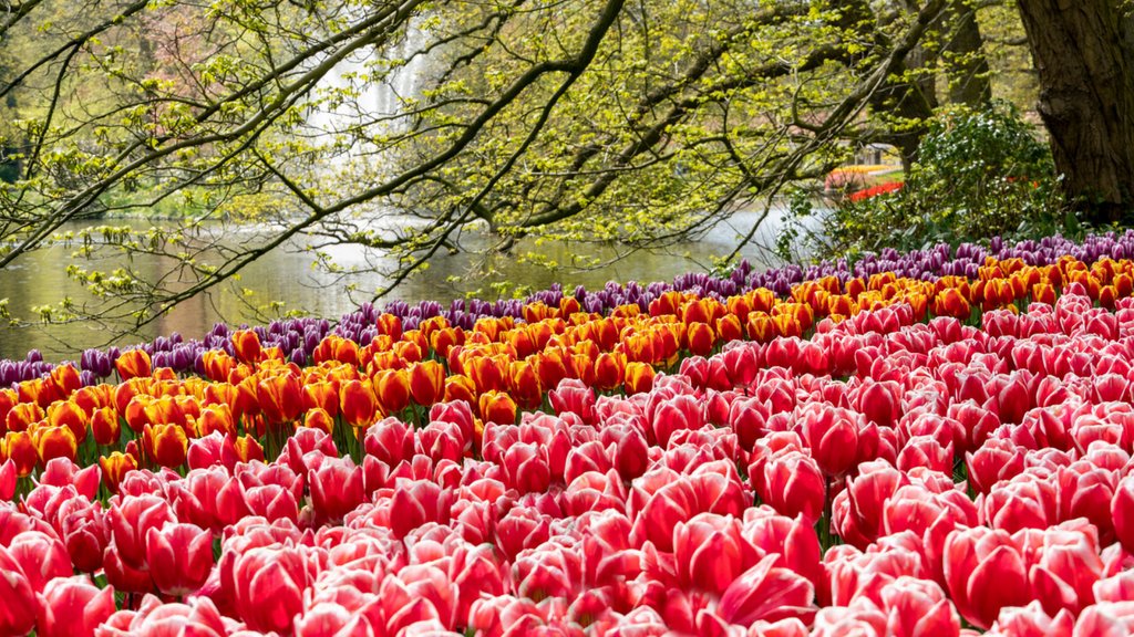ILoveTulipa's tweet photo. While autumn is already halfway in the Netherlands, we dream of spring  🌷

📸 Tulips candy apple delight and Tulips Flair also available at https://t.co/6owPRYkx0e

#iLoveTulipa #tulips #tulpen #tulpe #tulipes #tulpenliebe #tulpenblüte #springbulbs #tulipa #keukenhof https://t.co/EPRwWNvTii