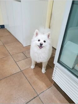 안녕 군대👋
랩몬(개) 계정을 만들어야 하나요?
#dog
#RM https://t.co/xMHo6yXIVn