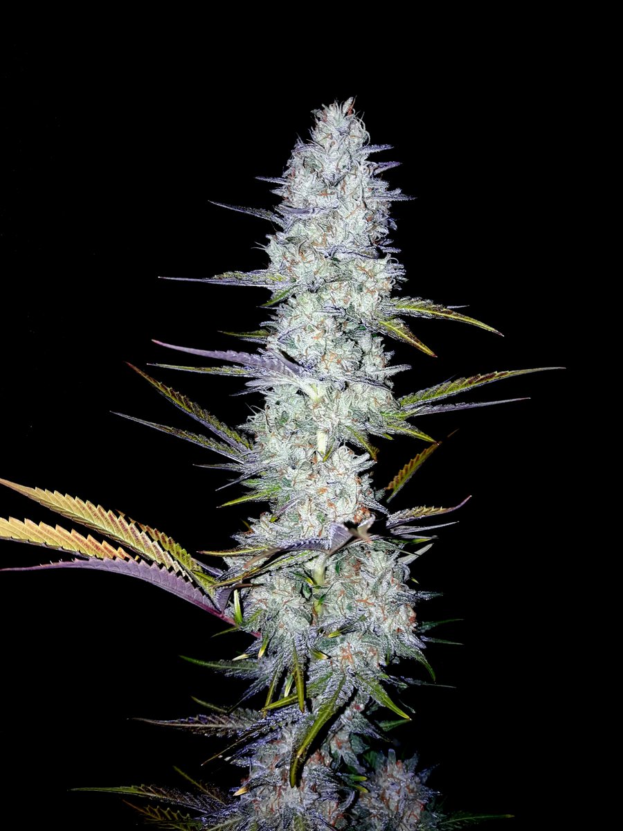 AdrycManellson's tweet photo. #Instantes
De una #Loveless @GreenbudSeeds #HPS400Wts #PureTent #RefPet @ThePureFactory_ by @DPlantasur #Sust #RoyalMix @PlagronAruba #Natural #SailingTheGreenSea #MarcandoTendencia en #AdrycsCove, dónde #WeLoveAllThatWeDo.
Alegría Verde Mundo, Paz, Olas y #SemisDeColección.🧚♂️😎 https://t.co/4arhxCO9Tr