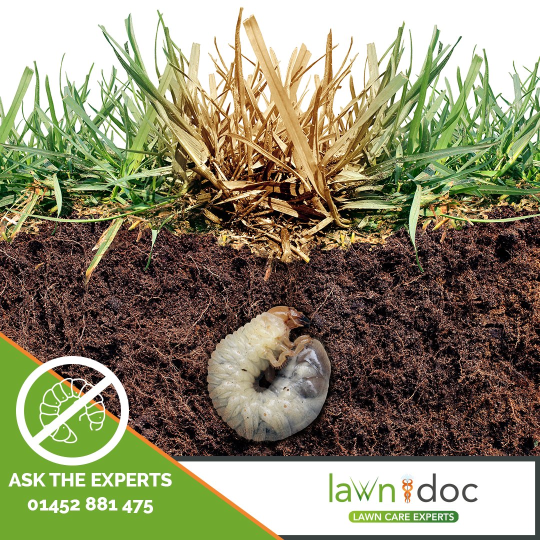 Lawn Doc tweet media
