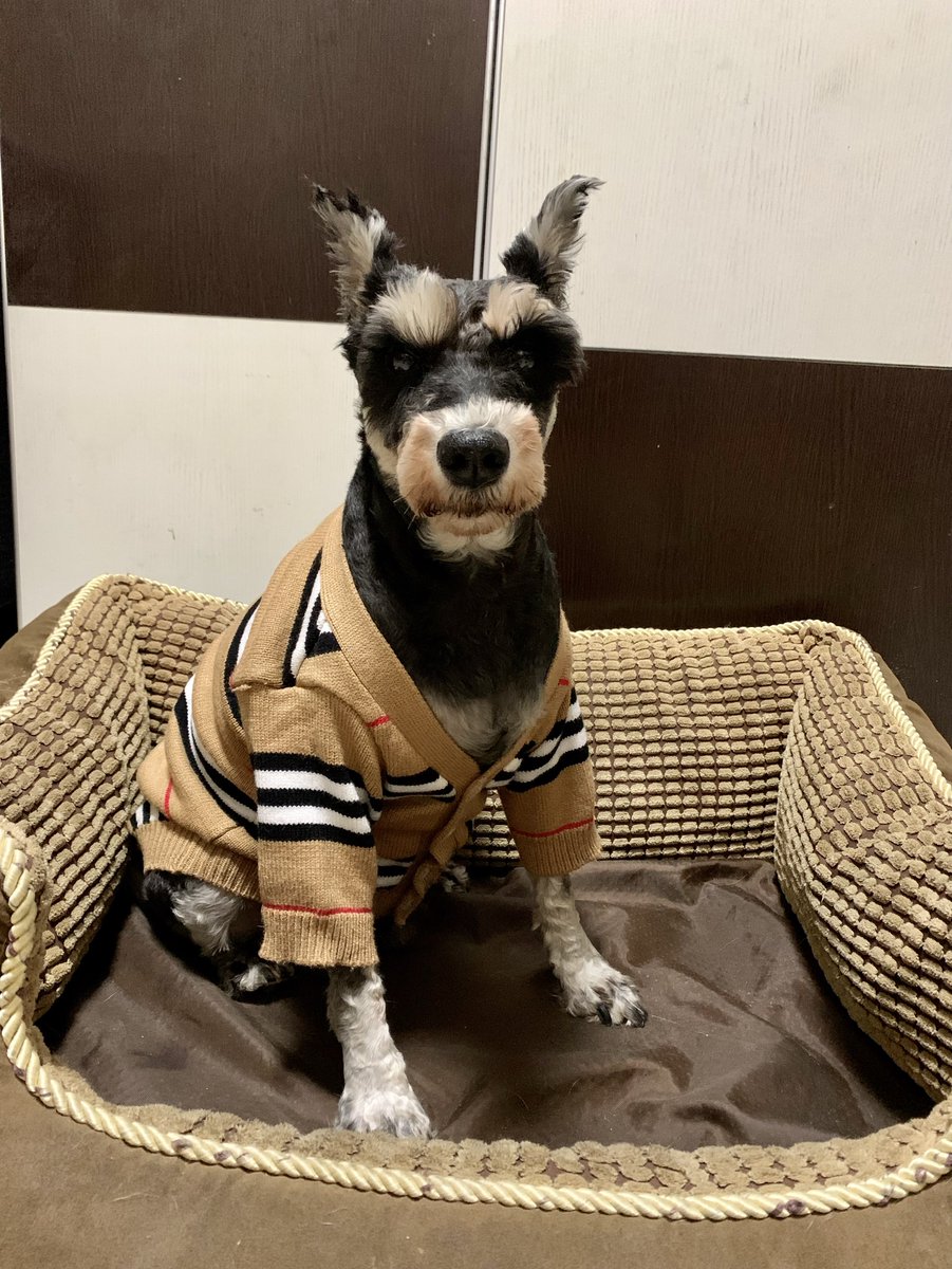 petmaxdesign's tweet photo. Cool Schnauzer！🐶
#Schnauzer #dog #dogsoftwitter https://t.co/wOE2s6do4W