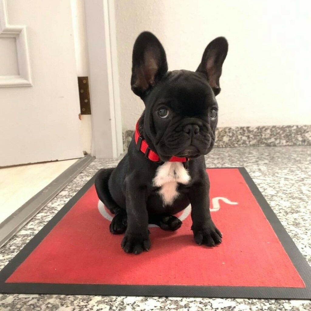 IDEAA_Lab's tweet image. New member of the team!
Happy to introduce you to 𝑯𝒐𝒖𝒅𝒊𝒏𝒊 🎩

#frenchie #frenchbulldog #Houdini #pupp #puppy #mascot #puppylove #ideaalab