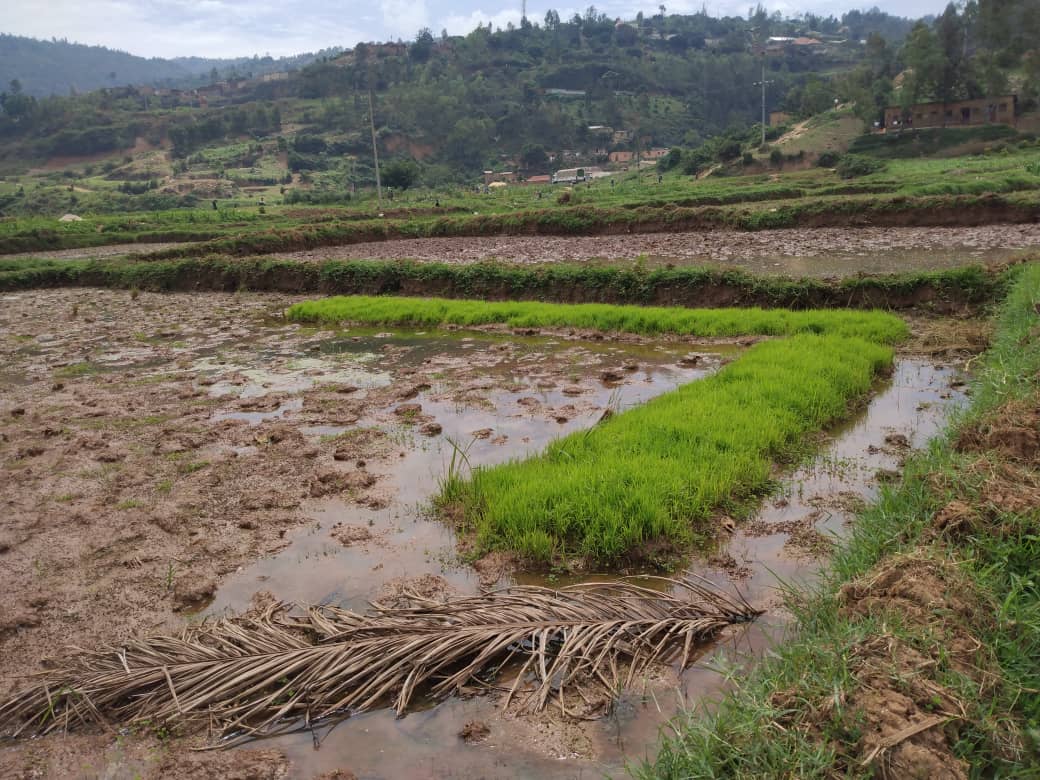 Abahinzi b'umuceri mu gishanga cya Nyabugogo mu murenge wa Kigali barimo gutegura intabire n'ubuhumbikiro,mucyumweru gitaha baratangira gutera
<a href="/Nyarugenge/">Nyarugenge District</a> 
<a href="/RwandaAgri/">Ministry of Agriculture & Animal Resources |Rwanda</a> 
<a href="/RwandaAgriBoard/">Rwanda Agriculture & Animal Resources Devpt Board</a> 
<a href="/g_mukeshimana/">GerardineMukeshimana</a> 
<a href="/EmmyNGABONZIZA1/">Emmy NGABONZIZA</a> 
<a href="/nshutiesp/">Esperance NSHUTIRAGUMA</a>