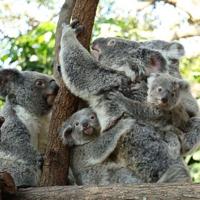Adjunt_'s tweet photo. GM koalas fam
@shitcoinbullrun
@cryptobum22
@Molly34MD
@ropexgang
@stargtr
@Kenny_Groom 
@JohnWickdout 
@SurfingNFT
@borsasansari https://t.co/Yrjgn6ariy