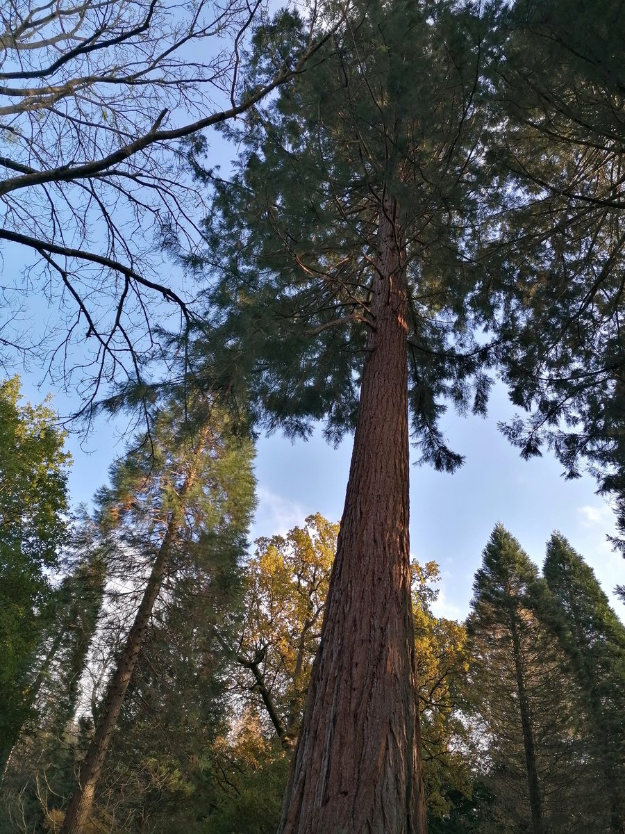 twofishnocat's tweet photo. @wakehurst_kew https://t.co/AFppyuWpMV