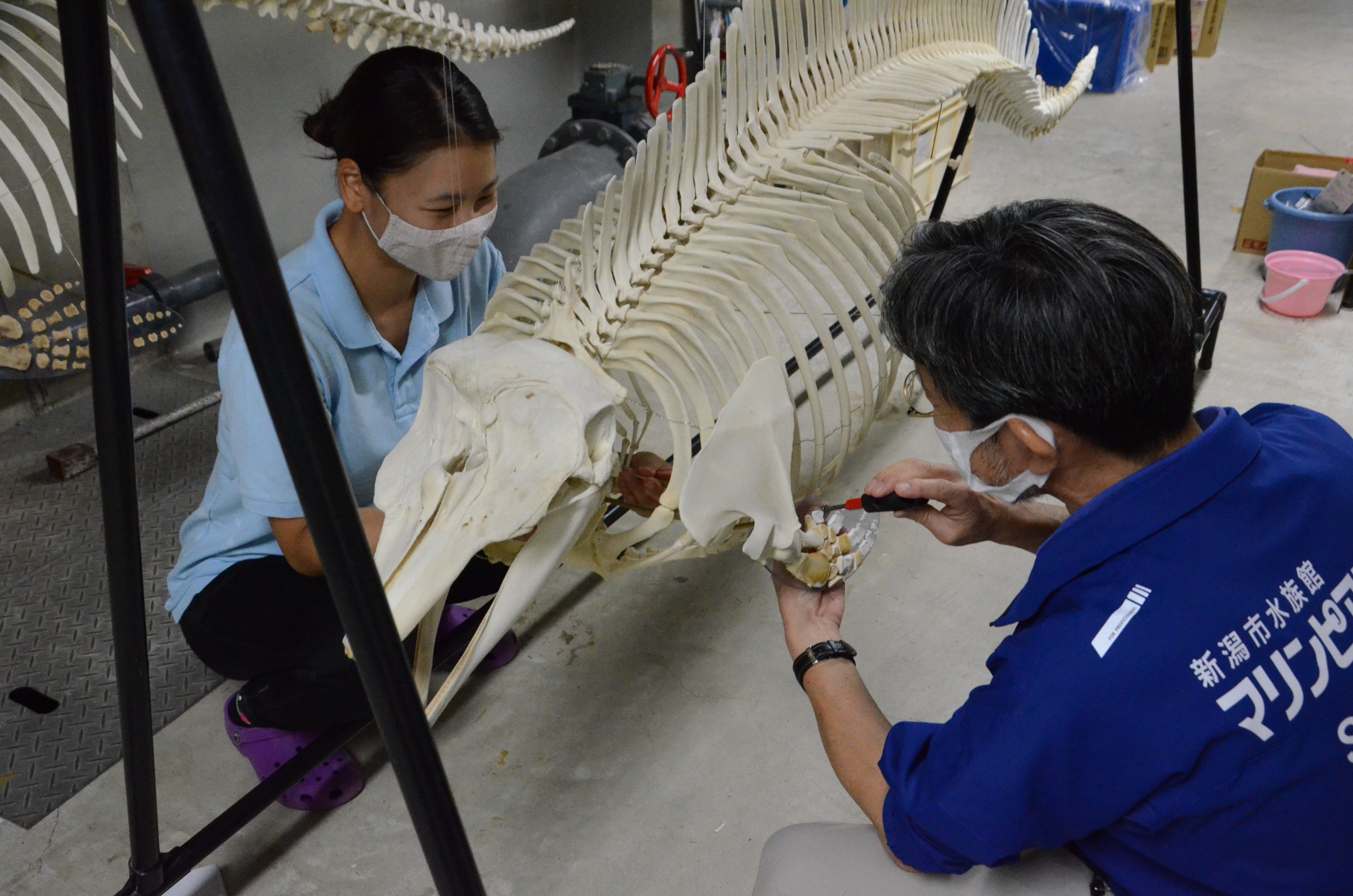 イルカ　骨格標本 イルカの骨 標本 インテリア