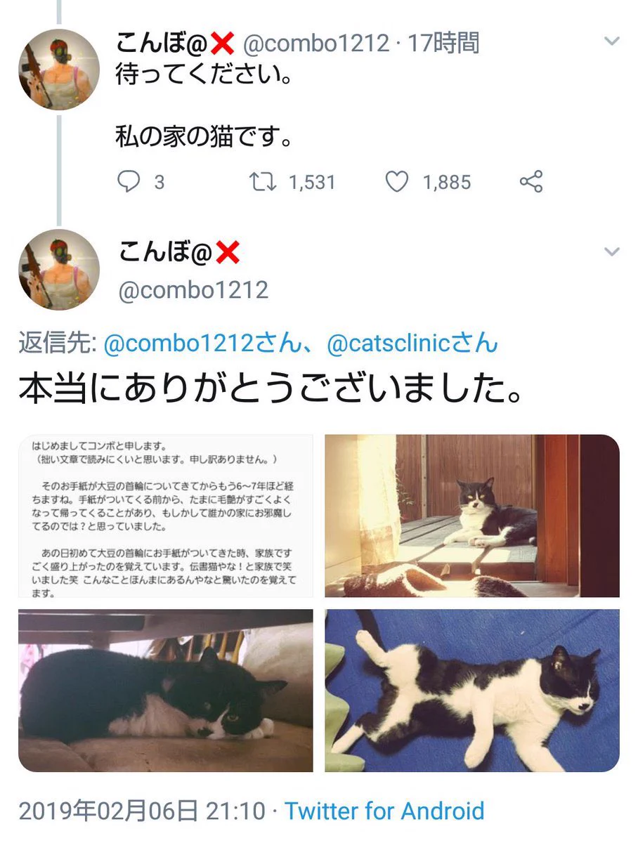 ドラマ性が強い！Twitterで感動した猫のお話！