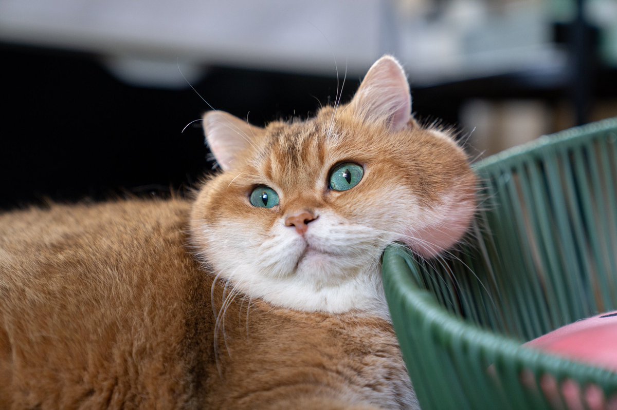 Hosico_cat's tweet photo. Fluffy cheeks 🐱 https://t.co/JPcANegHQi