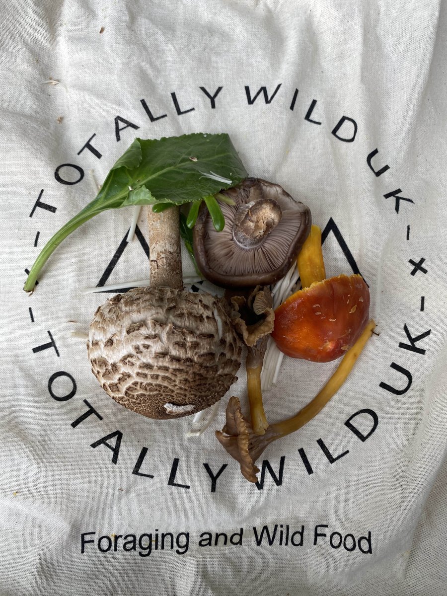 TotallyWildUK's tweet photo. Quite the collection of ingredients in this weeks wild veg box including pied bleu, crimson wax caps, winter chanterelles, sea beer, salty fingers (the parasol drumstick added personally). Cooked with oil, lemon and seasoning. Delicious!

https://t.co/IaoZuI3BmO

#wildfoodvegbox https://t.co/8n7eL5clLh