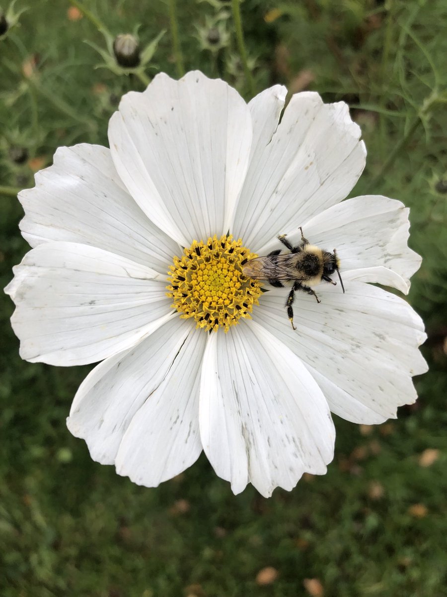 GetPackinPEI's tweet photo. And they’re still blooming… even a few bees doing their thing! https://t.co/EIvIuEYGmp