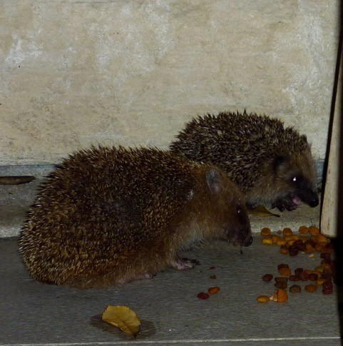 Bonfires soon, UK friends? We don't have this tradition here, please feel free to come to our garden for a long weekend! And bring your friends #hedgehogs #Hedgewatch #rememberhedgehogs #CatsOfTwitter 🎇🦔🌳🌲🍂🍁🍀🌿