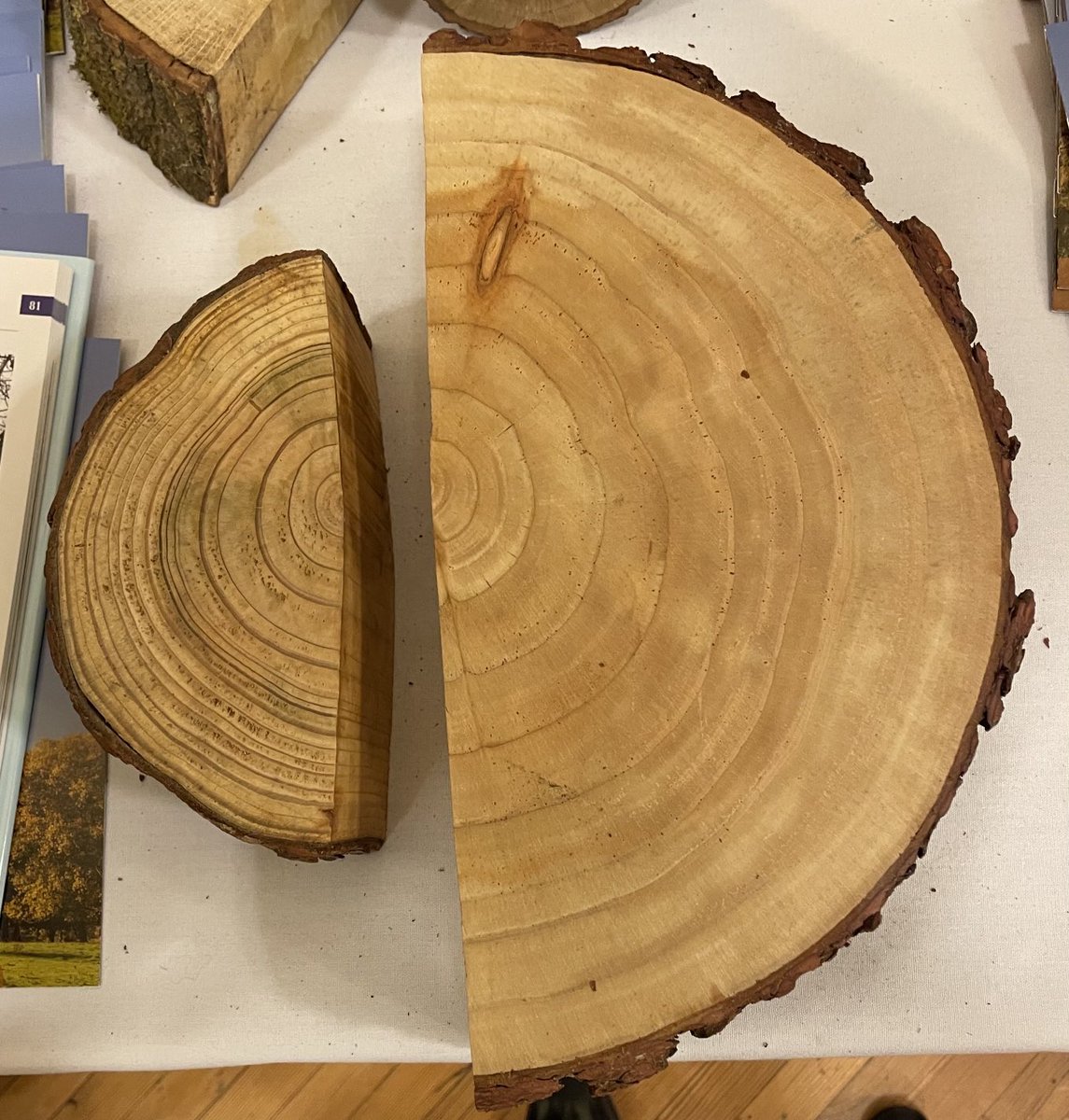 It’s not just planting trees that matter. It’s how you manage them. The larch on left is from a monoculture plantation and is 20 years old. The one on the right is from a mixed commercial planting and is just 11 years old. Massive carbon and commercial benefits of doing it right