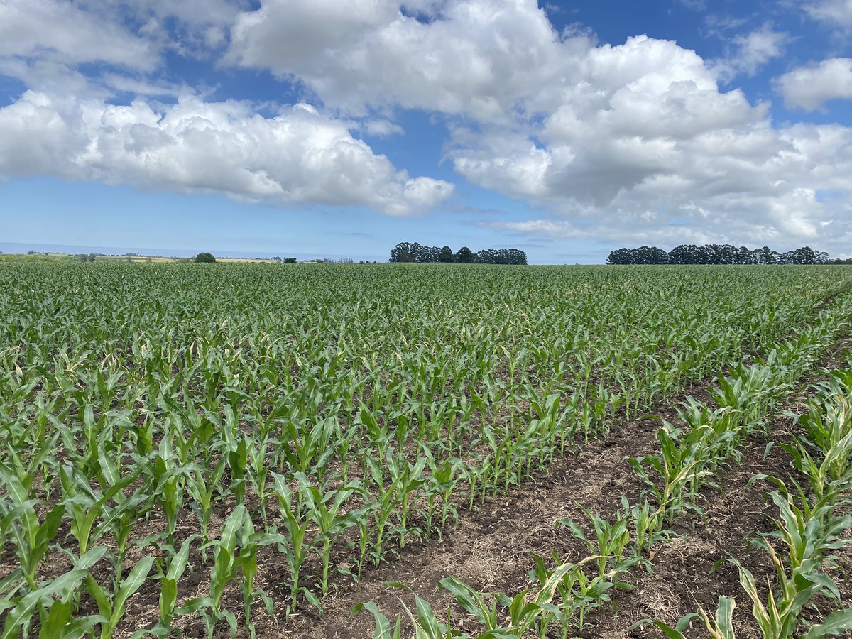 matias_karlen's tweet photo. DK 7227 VT3P con un poco de daño de solmix pero con 35 mm arriba en La Boyada. Esperando que explote! 💪💪 #dekalbrinde @agroterrauy https://t.co/PdWjqoP0RF