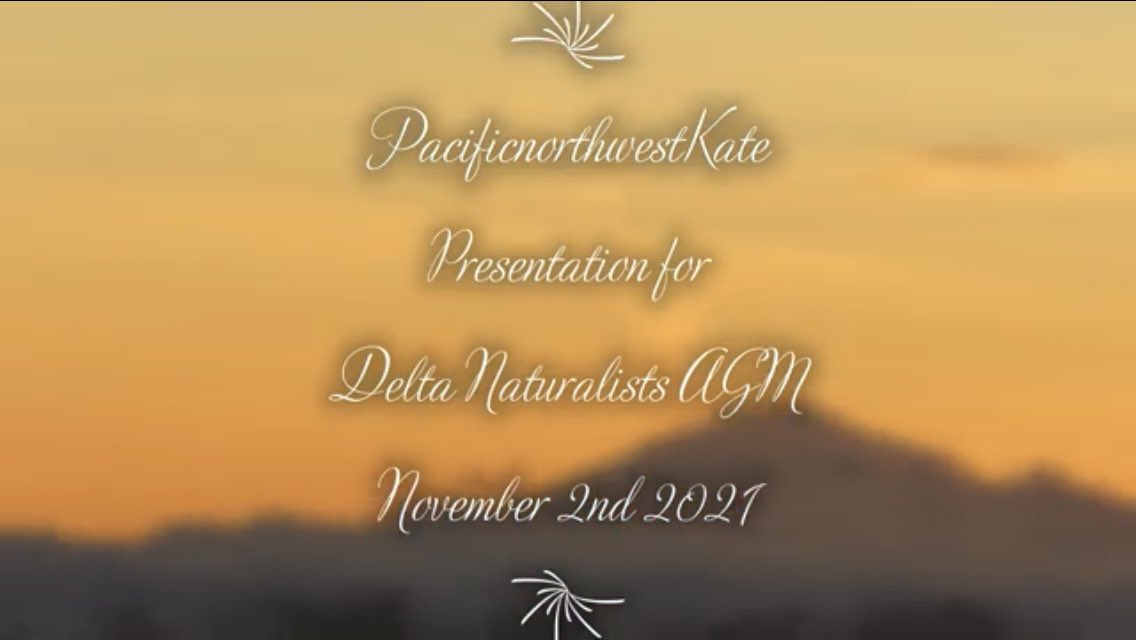 pacificnwk's tweet photo. Please watch the presentation I gave at the Delta Naturalist Society’s AGM on Tuesday evening 🥰🙏❤️ “Wild Vancouver - finding hope and joy in nature during the pandemic”

Thank you - Kate 🥰

#birds #nature #wildlife #vancouver #canada #hellobc 

Link - https://t.co/EvxoYjOW8d https://t.co/pfNVtfooY5