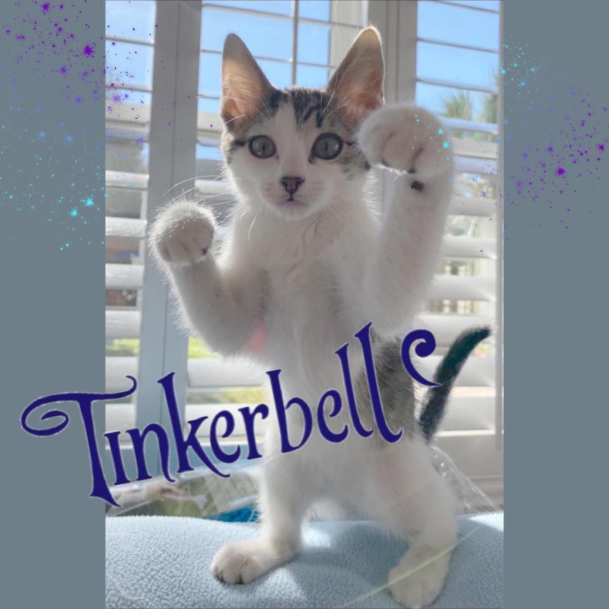 🚨NEW ARRIVAL!🚨 TINKERBELL 🧚 is clearly ready to play! She loves to be with people and did well with kids & friendly small dogs while in foster care. Female kitten age 13 weeks #kittens #CatsofTwittter #animalrescue #AdoptDontShop #kittensoftwitter